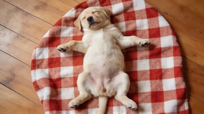 Concepto de perro que muestra la panza.