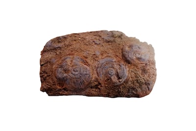 Cyclomedusa davidi, fósil circular de la biota de Ediacaran, imagen ilustrativa.