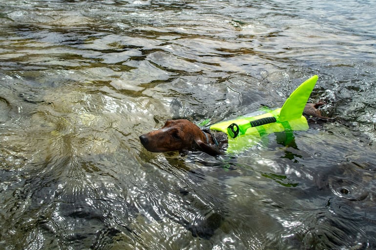 Perro salchicha en el agua.