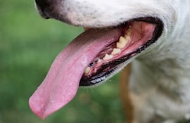 Perro jadeando.