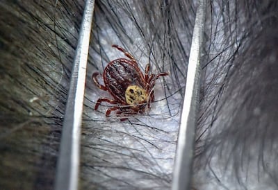 Las garrapatas chupan la sangre del perro durante días y transmiten muchas enfermedades en el proceso.