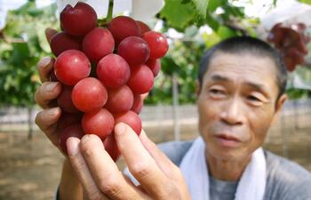 Las uvas rojas contienen una mayor concentración de la molécula resveratrol, que podría estar asociada a un menor desarrollo de diversas células cancerígenas, además de contener otros compuestos nutricionales como las vitaminas C, K y B.