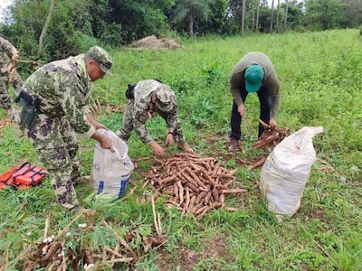Por crecida del río Paraná cosechan producción de mandioca en Isla Yegros.