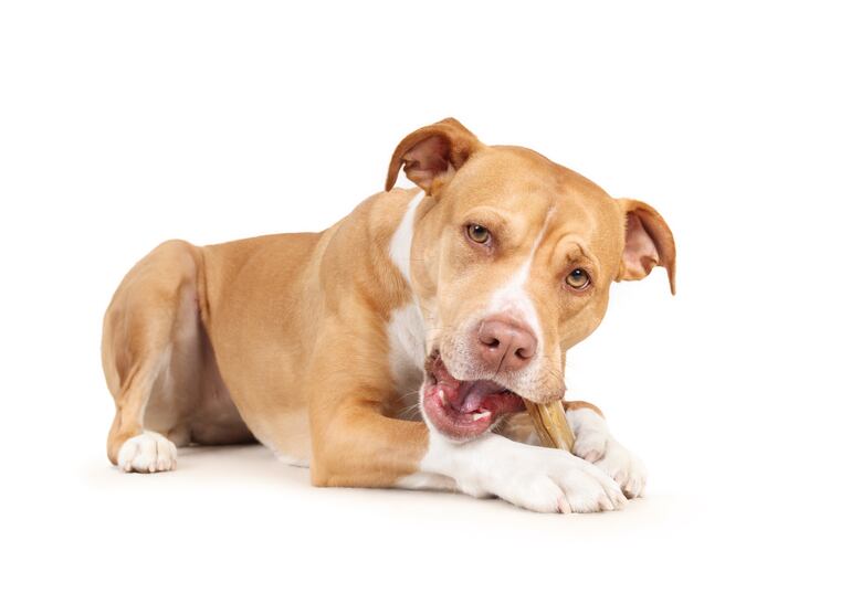 Un perro mastica un hueso, imagen ilustrativa.