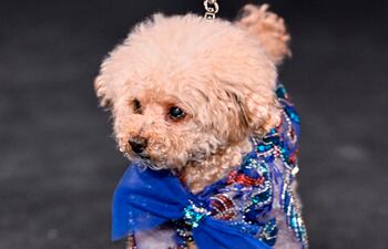 Ted vistiendo su esmoquin personalizado con pajarita, azul y esmoquin presenta formas abstractas y volutas cosidas a mano con cuentas de vidrio.