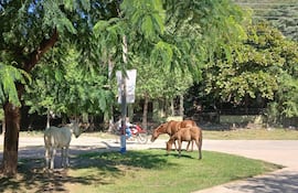 Animales sueltos dentro del casco urbano de Fuerte Olimpo.