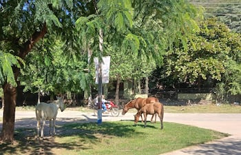 Animales sueltos dentro del casco urbano de Fuerte Olimpo.