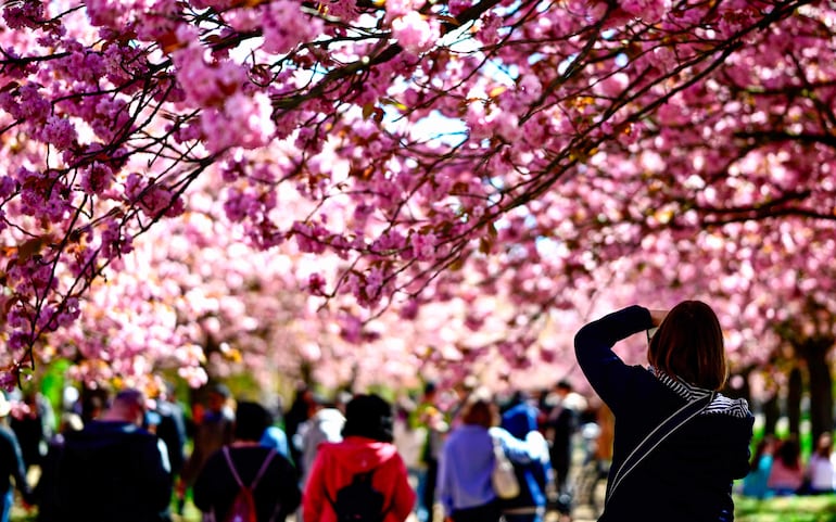 Personas toman fotografías en la llamada Kirschblütenallee (avenida de los cerezos en flor), en los jardines Asahi, en Teltow, cerca de Berlín, el 26 de abril de 2026.