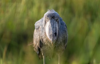 Ave pico de zapato (Balaeniceps rex).