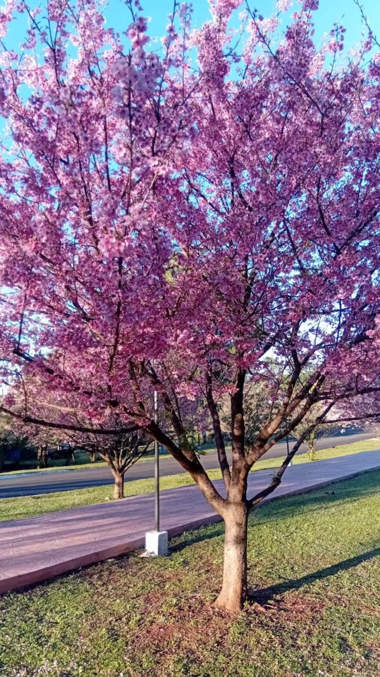 Árbol con flores rosas en parque sereno, con césped y sendero pavimentado iluminado por el sol.