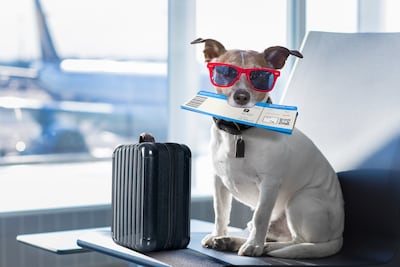 Toda mascota que sale del país debe cumplir con una serie de requisitos.