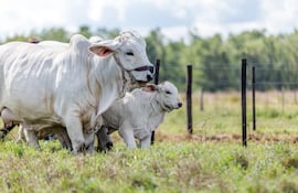 Bancop ofrece productos y servicios favorables a la ganadería.