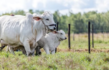 Bancop ofrece productos y servicios favorables a la ganadería.