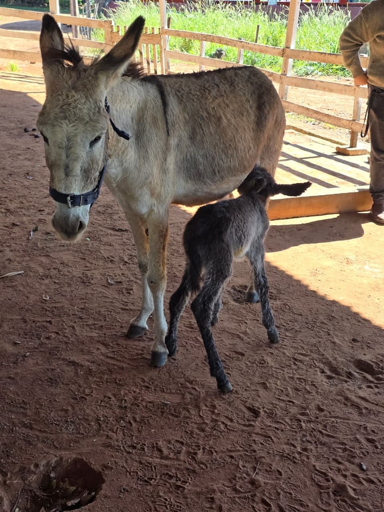Solano, el nuevo burrito de la Facultad de Ciencias Veterinarias de la UNA, y Josefina, su madre.