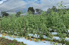 Las pequeñas heladas registradas en la parte sur de San Pedro no afectaron hasta el momento las plantaciones agricolas