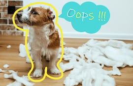 ¿Tu perro se siente culpable?