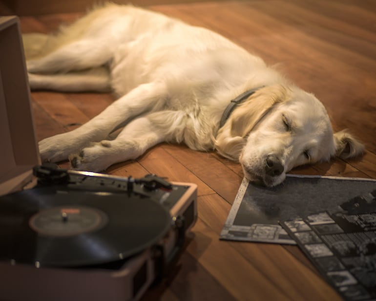 Concepto de perro escuchando la radio, música, etcétera.