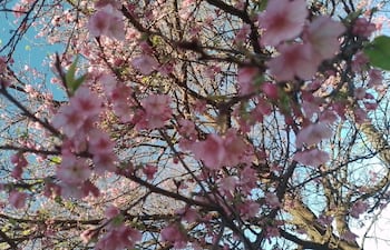 Cerezo en flor: comienza temporada única para visitar La Paz, en Itapúa