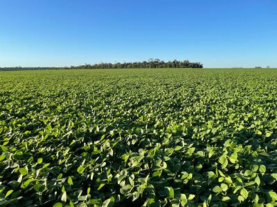 Fotografía del 15 de noviembre del corriente de una parcela de soja sembrada entre el 6 y 8 de setiembre pasado. Gentileza de la UGP.