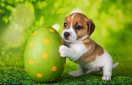 ¡Atención! El chocolate de los huevos de Pascua puede ser una emergencia en perros.