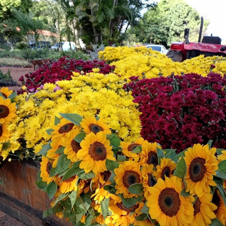 Una gran variedad de flores y colores ya se puede encontrar en los viveros de la compañía Cabañas de Caacupé, anticipando la llegada de la primavera.