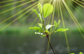 Concepto de fotosíntesis.