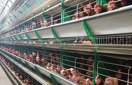 Con el uso de aromatizantes y pigmentos las gallinas ponedoras aprovechan mejor su alimento.