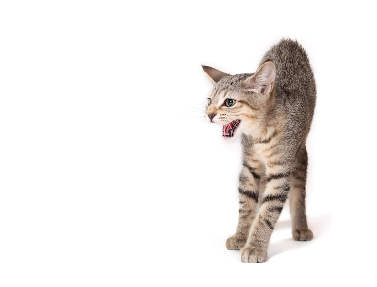 Un gato con el lomo arqueado puede estar asustado, jugando o sentir dolor.