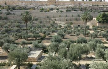 Huerto de Getsemaní, Israel.