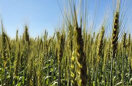 El trigo encara nueva campaña con optimismo.