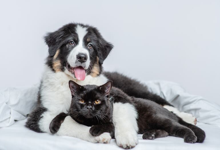 Perros y gatos.