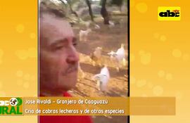 Cría cabras lecheras