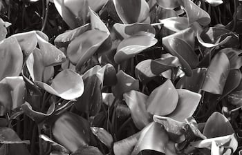 Conjunto de hojas de plantas acuáticas en blanco y negro, sin figuras humanas en el entorno natural.