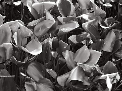 Conjunto de hojas de plantas acuáticas en blanco y negro, sin figuras humanas en el entorno natural.