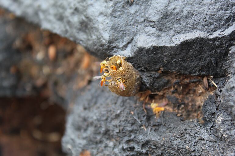 El hueco de los muros de piedra también son elegidos por las meliponas para su colmenar en un parque asunceno.