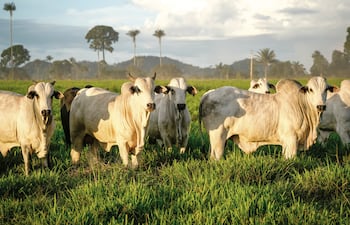 “El ganadero debe apostar por la tecnología”