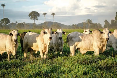 “El ganadero debe apostar por la tecnología”