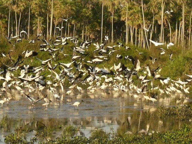 Aves de colores blancos y negros en un estanco rodeado de vegetación tropical y palmeras altas.