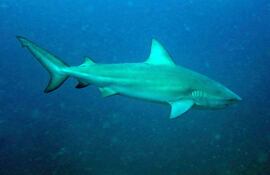 tiburón toro lamia