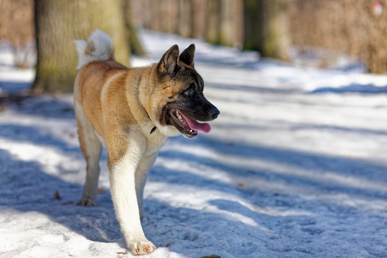 Akita americano.