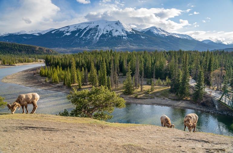 Parque Nacional Jasper, Alberta, Canadá.
