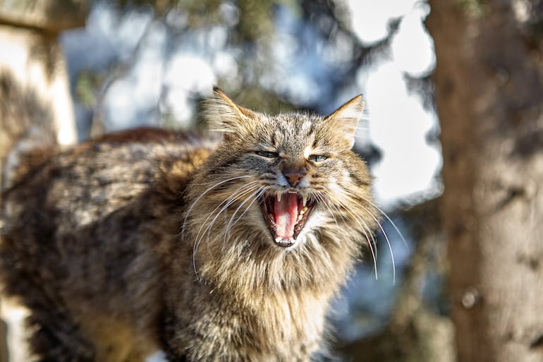 Gato.