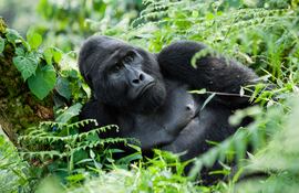Gorila en el Parque Nacional de la Selva Impenetrable Bwindi, Uganda