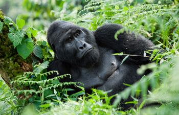 Gorila en el Parque Nacional de la Selva Impenetrable Bwindi, Uganda