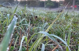 Primer plano de hierba cubierta de escarcha en un entorno natural y sereno.