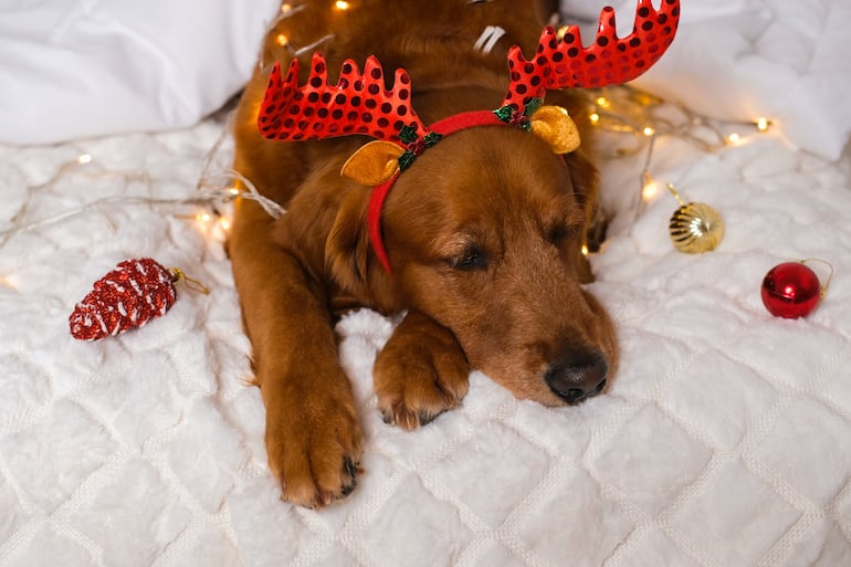 Perro en Navidad.