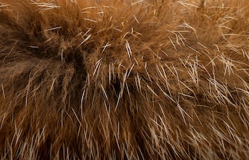 Pelo de zorro.