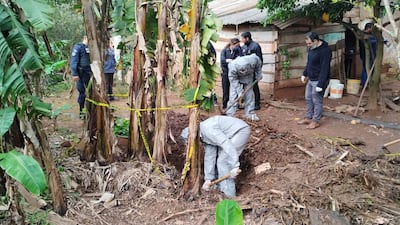 Varios trabajadores en trajes de protección grises excavando en área marcada con cinta amarilla, rodeados de plantas de banana.