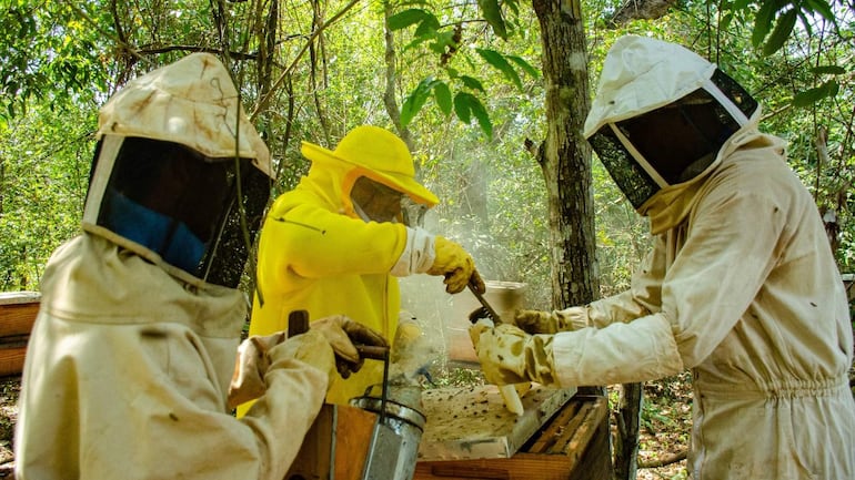 La imagen muestra a tres personas trabajando en un entorno forestal. Todos están vestidas con trajes de apicultura, incluyendo máscaras protectoras. 

1. **Personas**: Tres individuos, dos con trajes claros y uno en un traje amarillo brillante que está en el centro de la actividad. El centro de atención parece ser la persona con el traje amarillo, que sostiene una herramienta y parece estar manipulando componentes de una colmena.
  
2. **Acciones**: Están realizando tareas relacionadas con la apicultura, posiblemente revisando o recolectando miel. Hay humo, sugiriendo que están utilizando un ahumador para calmar a las abejas.

3. **Entorno**: La escena es al aire libre, rodeada de árboles. 

4. **Elementos relevantes**: Se observan colmenas en el fondo, indicando que están en un apiario.

No hay elementos visuales que identifiquen un equipo de fútbol ni lugares o monumentos reconocibles. No se visualiza texto en la imagen.