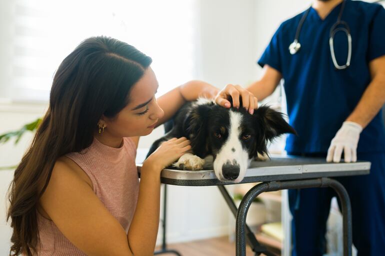 Perro en el veterinario.